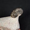 Trilobite Morocops ovatus
