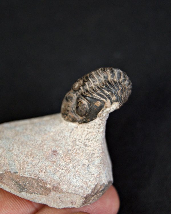 Trilobite Morocops ovatus