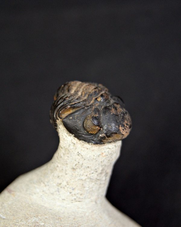 Trilobite Morocops ovatus