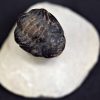 Trilobite Morocops ovatus