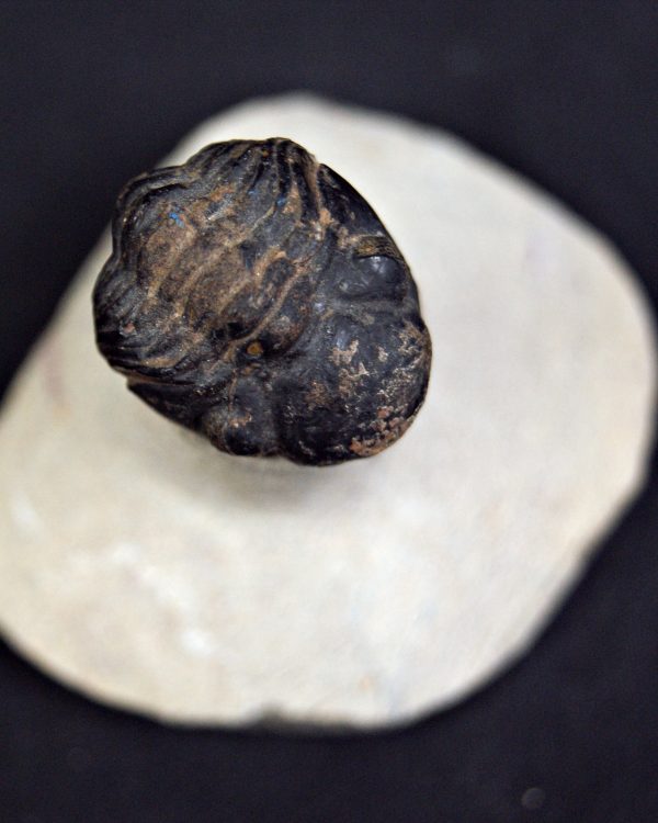 Trilobite Morocops ovatus