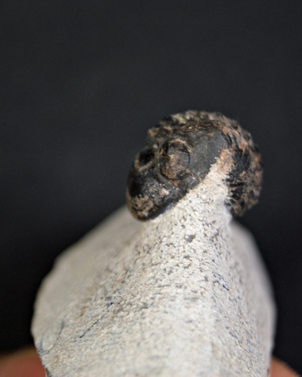 Trilobite Morocops ovatus