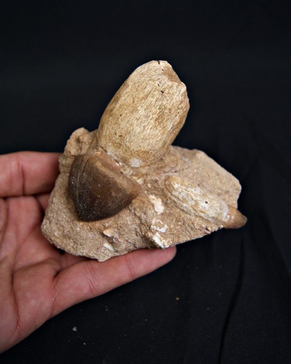 Matriz con Mosasaurus globidens