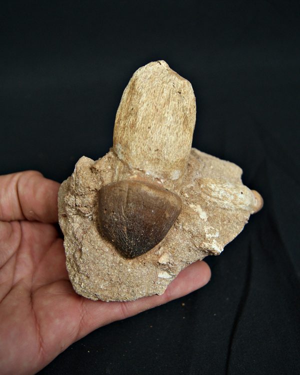 Matriz con Mosasaurus globidens