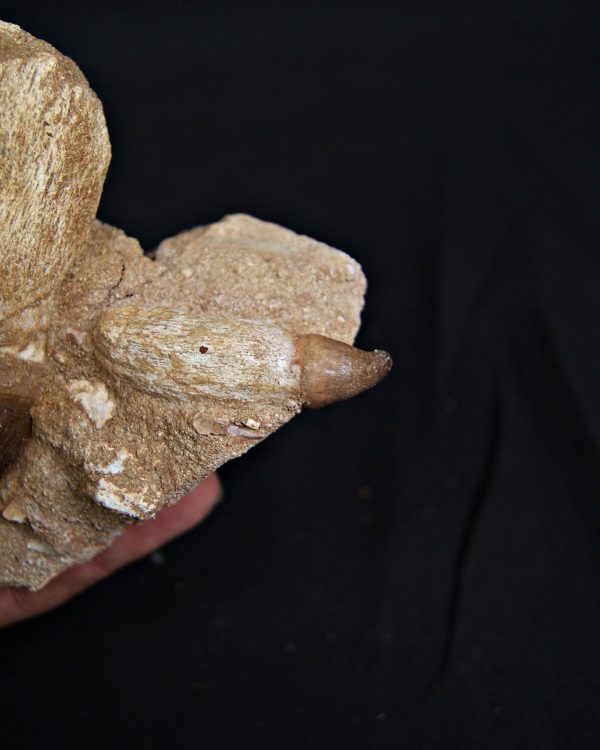 Matriz con Mosasaurus globidens