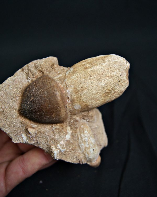 Matriz con Mosasaurus globidens