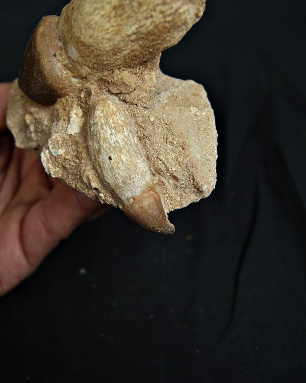 Matriz con Mosasaurus globidens