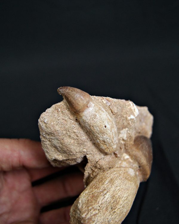 Matriz con Mosasaurus globidens