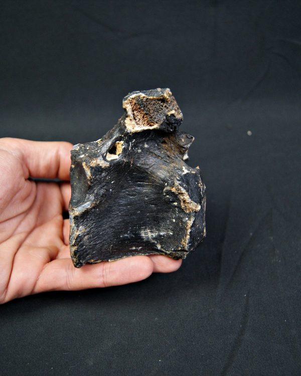 SONY DSC Vértebra de bisonte