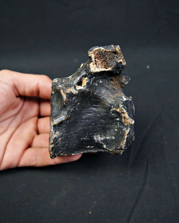 SONY DSC Vértebra de bisonte