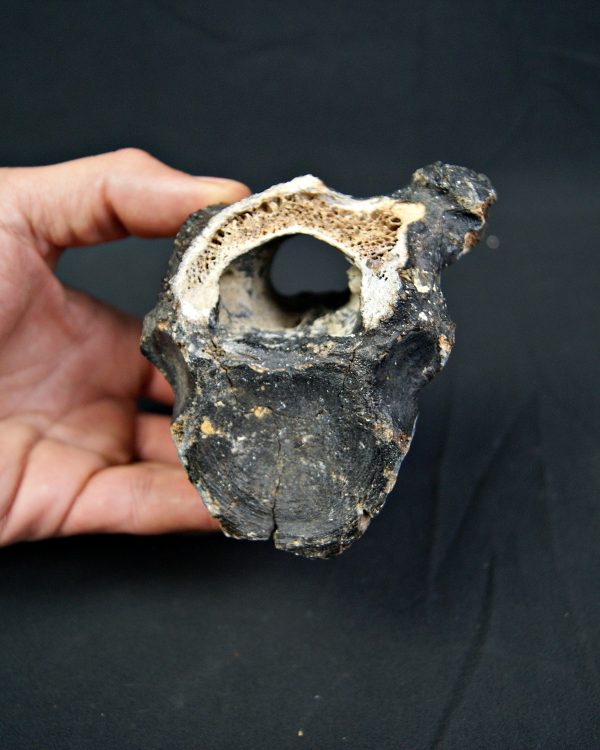 SONY DSC Vértebra de bisonte