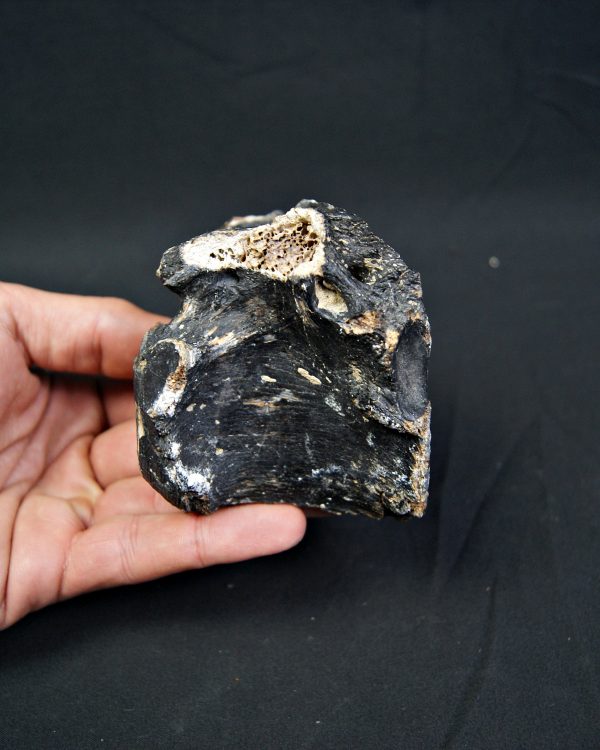 SONY DSC Vértebra de bisonte