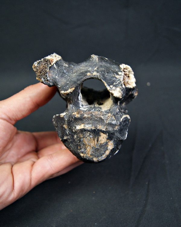 SONY DSC Vértebra de bisonte