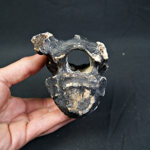 Vértebra de bisonte