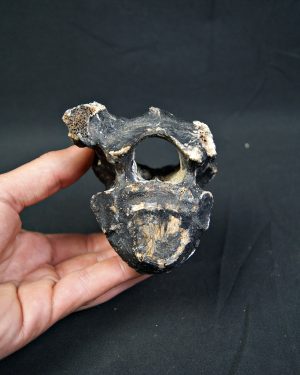 Vértebra de bisonte