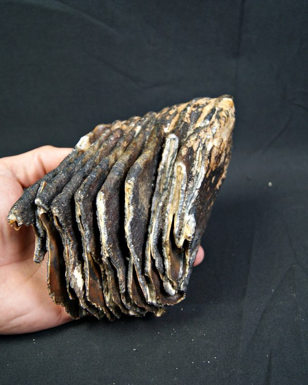 SONY DSC Molar de mamut lanudo