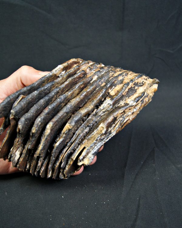 SONY DSC Molar de mamut lanudo