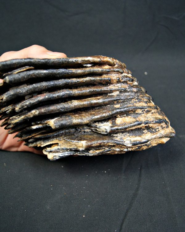 SONY DSC Molar de mamut lanudo