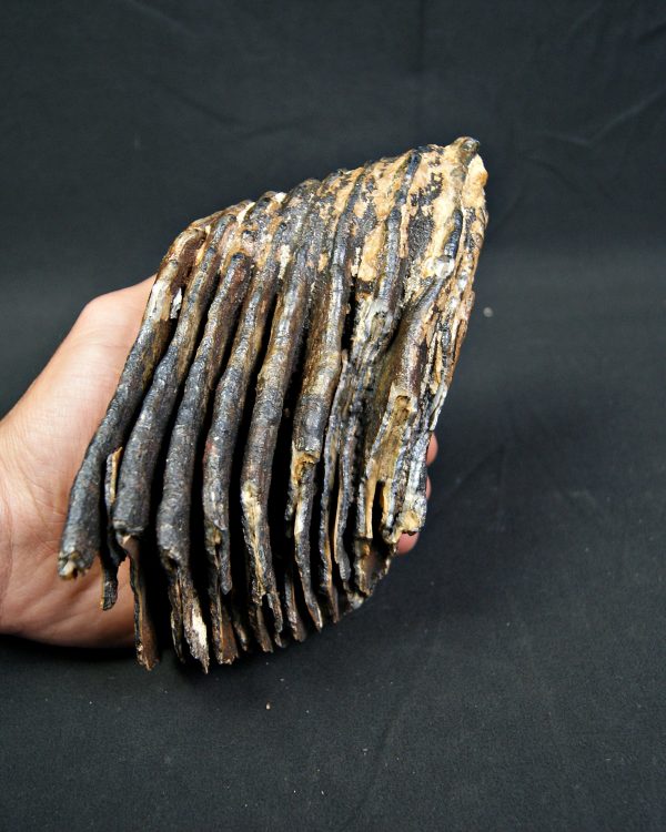 SONY DSC Molar de mamut lanudo