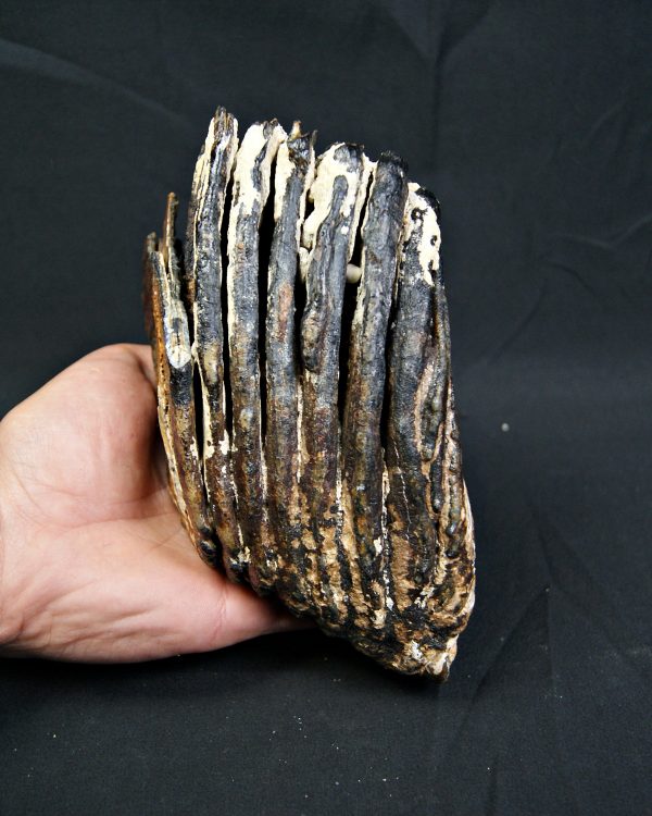 SONY DSC Molar de mamut lanudo