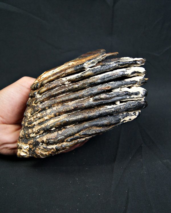 SONY DSC Molar de mamut lanudo