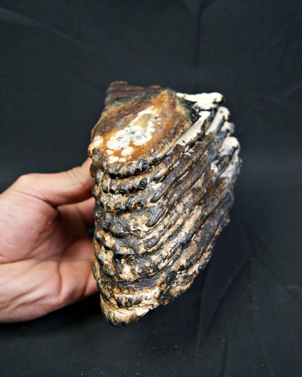 SONY DSC Molar de mamut lanudo