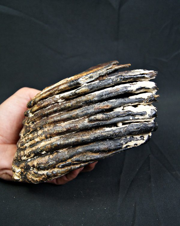 SONY DSC Molar de mamut lanudo