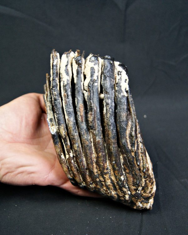 SONY DSC Molar de mamut lanudo