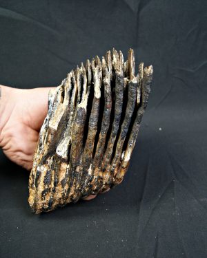 Molar de mamut lanudo