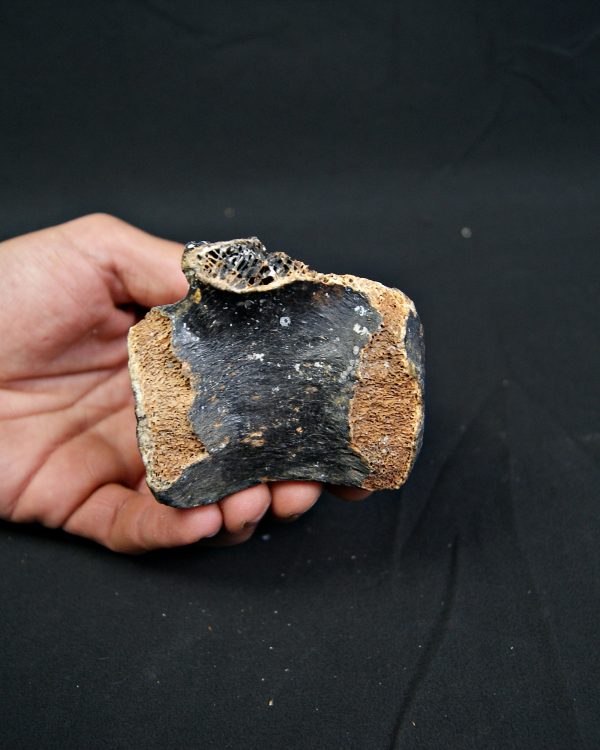 SONY DSC Vértebra de bisonte fósil