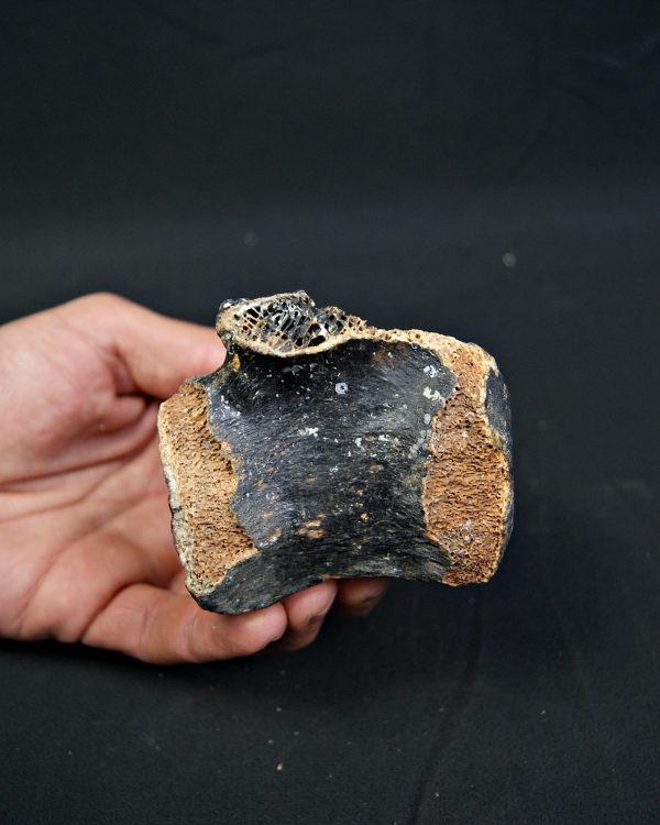 SONY DSC Vértebra de bisonte fósil