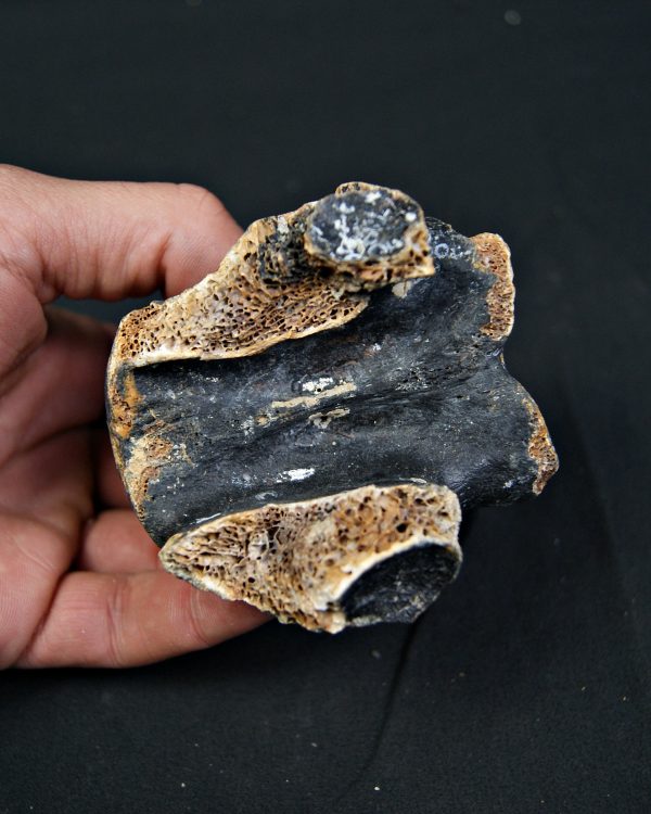 SONY DSC Vértebra de bisonte fósil