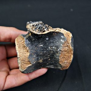 Vértebra de bisonte fósil