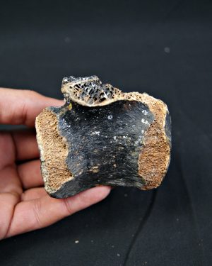 Vértebra de bisonte fósil