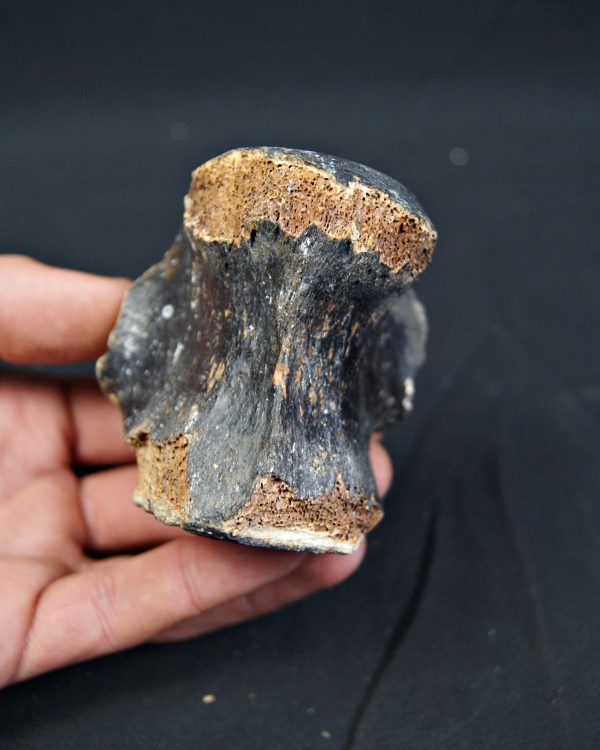 SONY DSC Vértebra de bisonte fósil