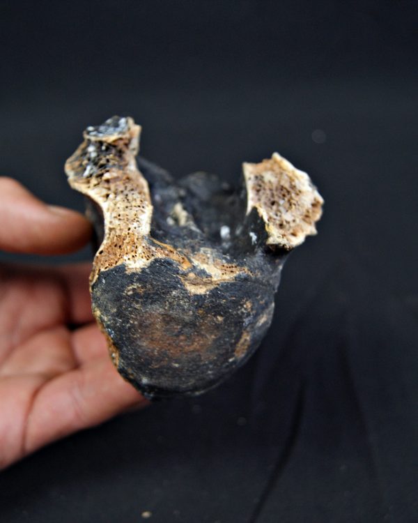 SONY DSC Vértebra de bisonte fósil