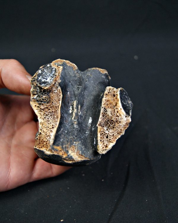 SONY DSC Vértebra de bisonte fósil