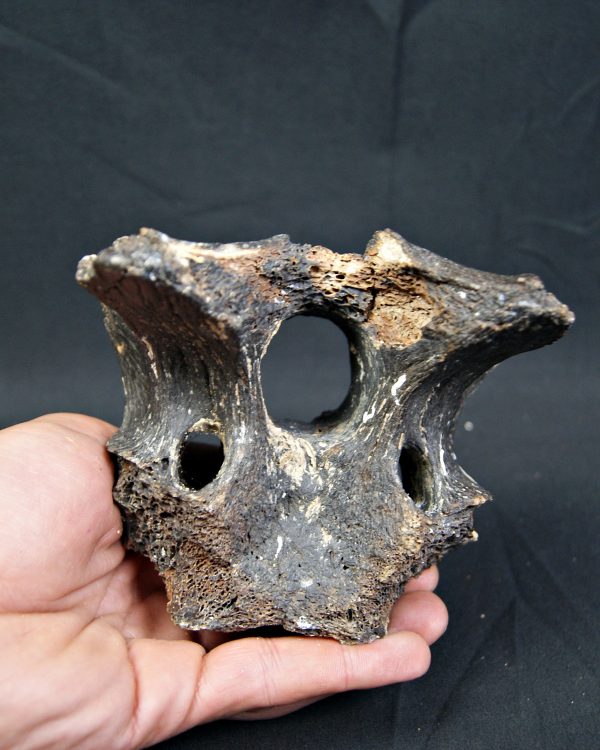 SONY DSC Vértebra de bisonte fósil