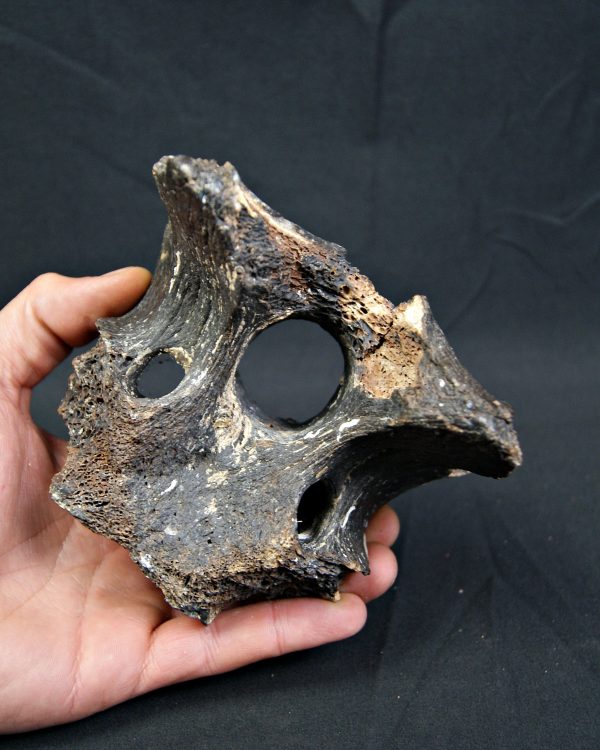 SONY DSC Vértebra de bisonte fósil