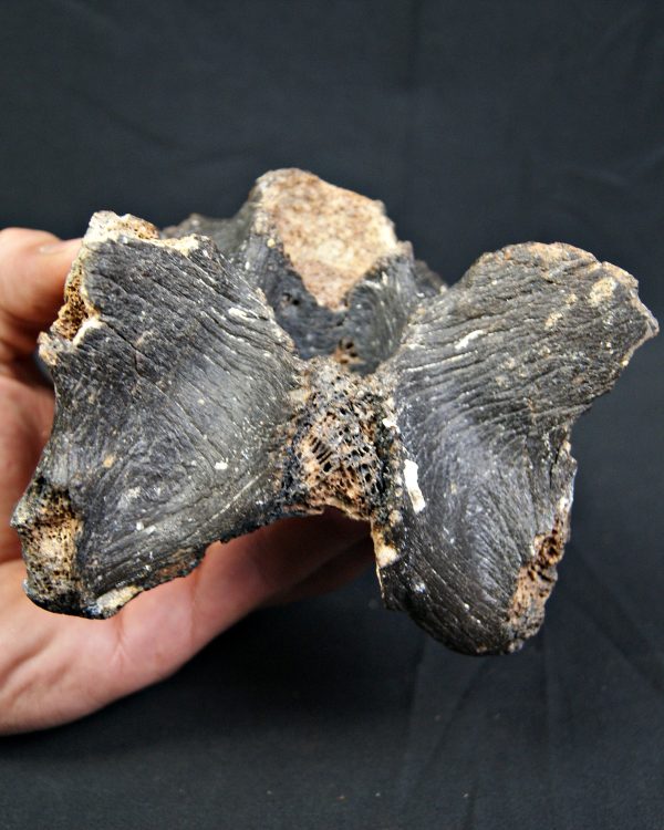 SONY DSC Vértebra de bisonte fósil