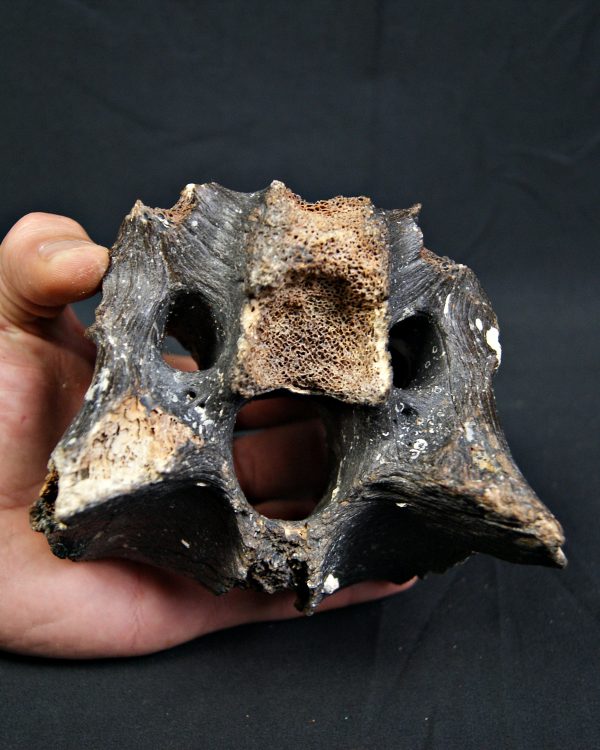 SONY DSC Vértebra de bisonte fósil