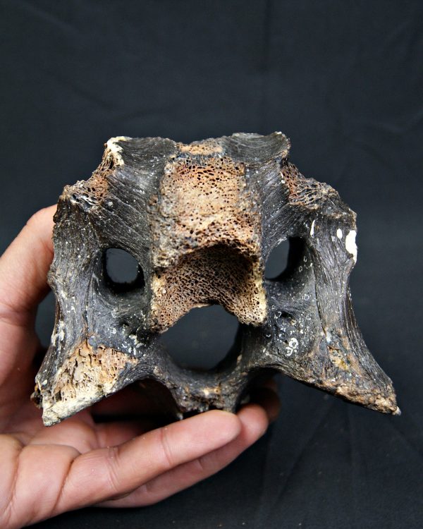 SONY DSC Vértebra de bisonte fósil