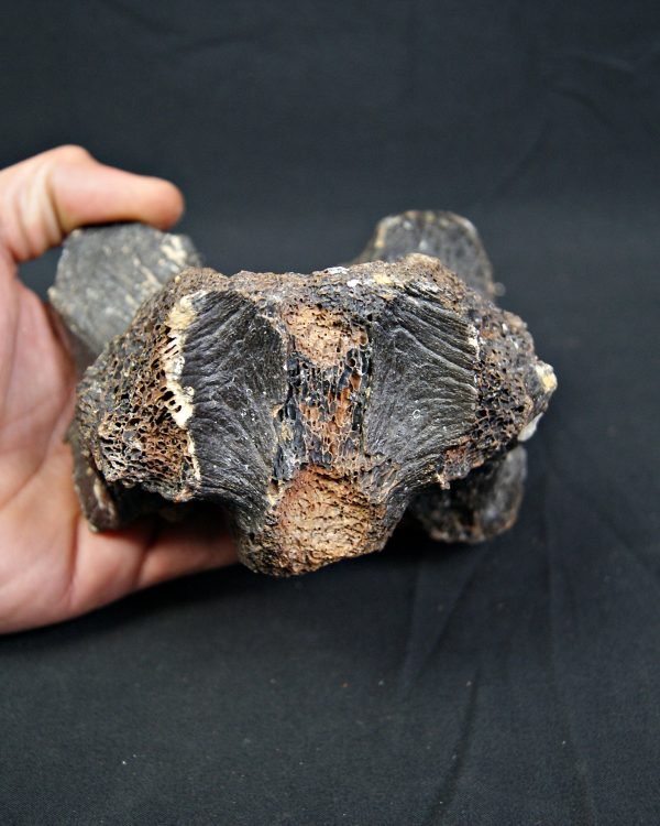 SONY DSC Vértebra de bisonte fósil