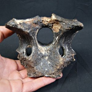 Vértebra de bisonte fósil