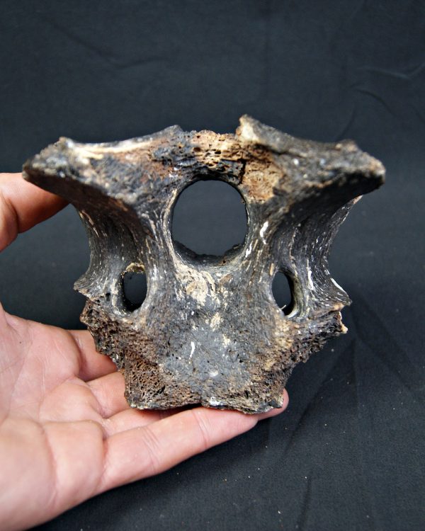 SONY DSC Vértebra de bisonte fósil