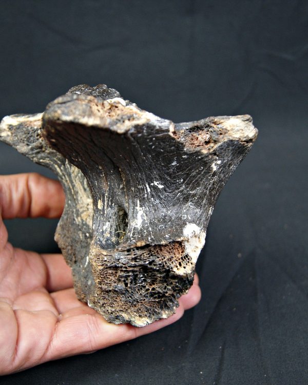 Vértebra de bisonte fósil