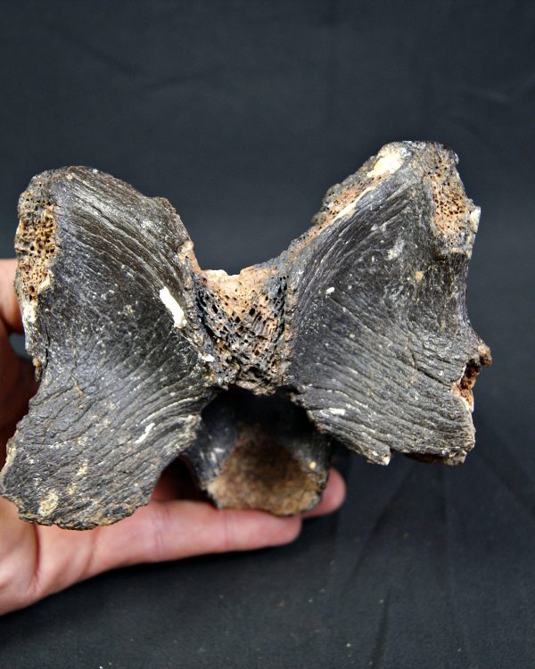 SONY DSC Vértebra de bisonte fósil