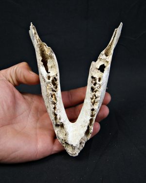 Mandíbula inferior de cérvido juvenil