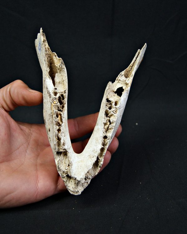 SONY DSC Mandíbula inferior de cérvido juvenil