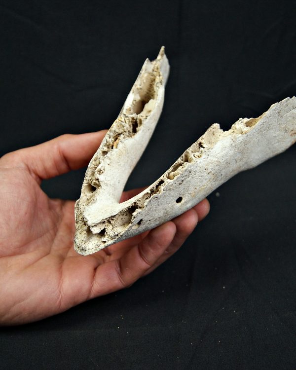 SONY DSC Mandíbula inferior de cérvido juvenil